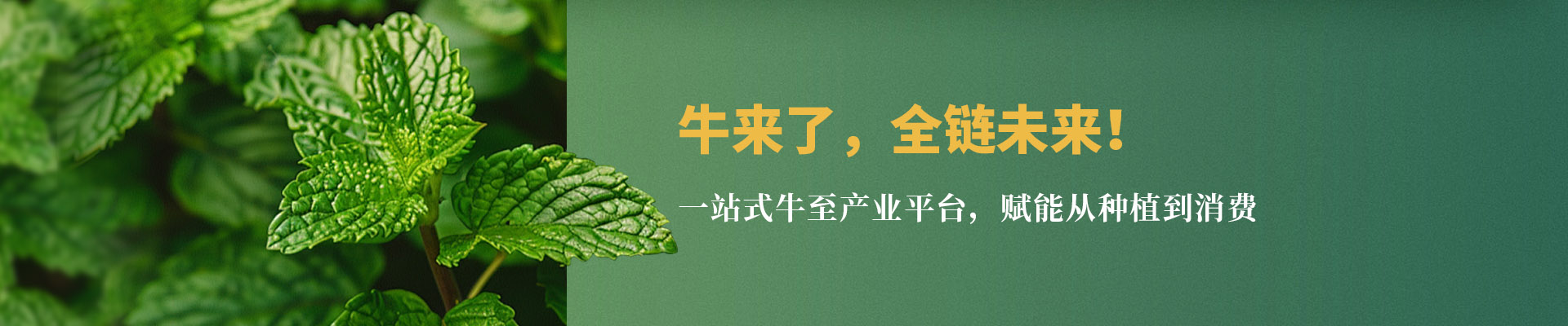 牛来了全链未来