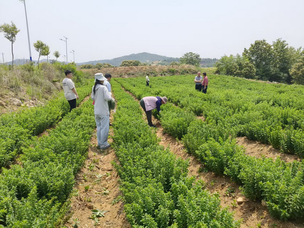 中药材种植基地农事忙