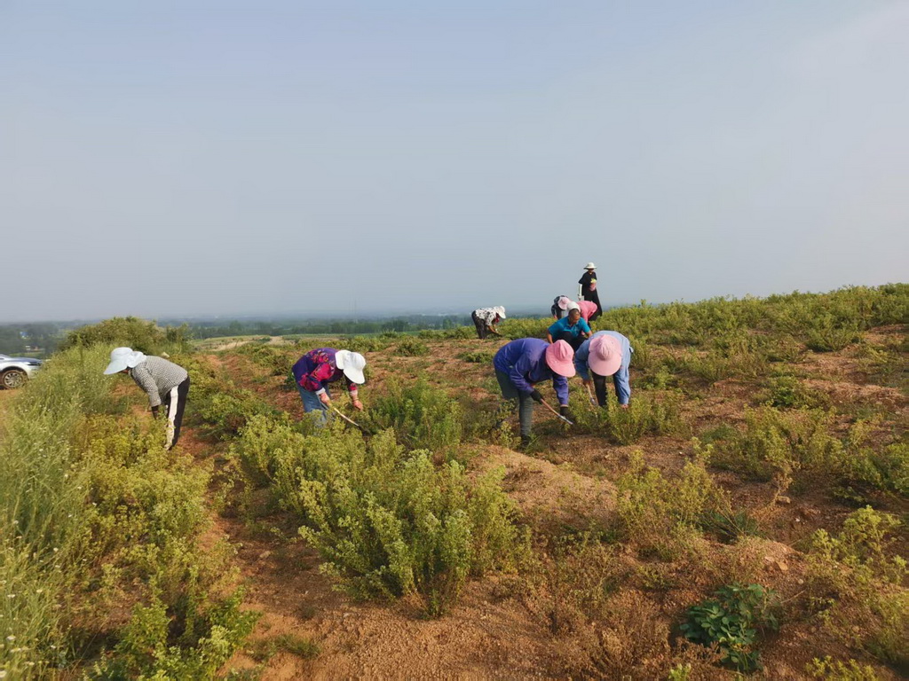 中药材种植基地农事忙