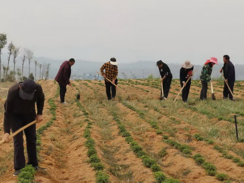 中药材种植基地农事忙