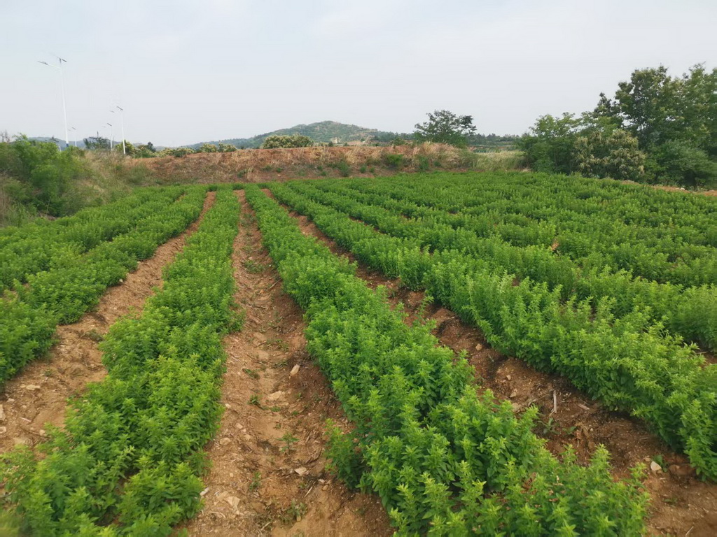 微信图片_2025-12-23_184434_153