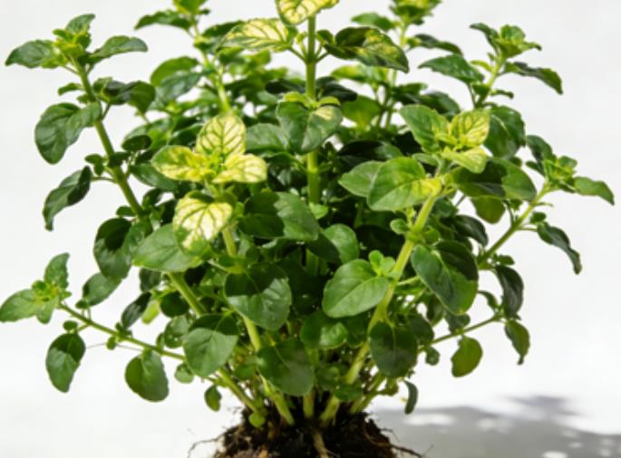 牛至植株形态诊断与营养缺素症矫正技术详解